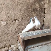 کفتر