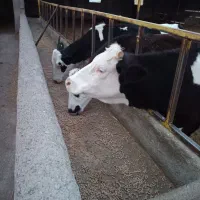 تلیسه سیمنتال