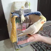 عروس هلندی