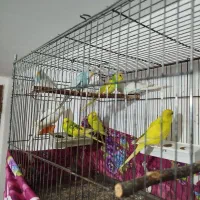 فروش مرغ عشق