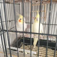 عروس هلندی گیلانغرب