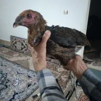 جوجه لاری سیا سالم قد بلند مرغ
