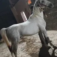 نریان ترک ۷ سال مجلسی