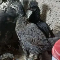 دو تک گلپایگانی  ۳ ماهه دو عدد