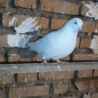 کبوتر پرشی|پرنده|آق قلا, |دیوار