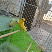 جفت مرغ عشق