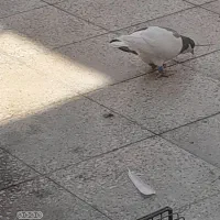 چب سبز|پرنده|شیراز, ماه فیروزان|دیوار