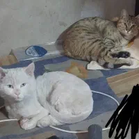 گربه dsh حامله