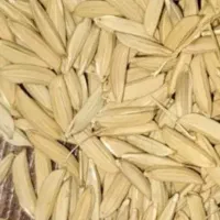 جو هاشمی