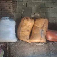 کاه عدس|حیوانات مزرعه|اردبیل, |دیوار