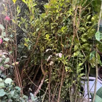 انواع نهال مثمر و غیر مثمر