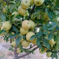 باغ-500-متری-موسی-قیه