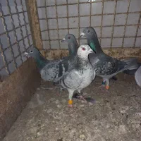 ادرس الوند|پرنده|الوند, |دیوار