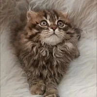 اسکاتیش لانگ‌هیر