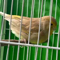 قناری گلستر ماده اورژینال