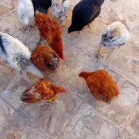 فروش تعدادی بچ خروس و باری محلی