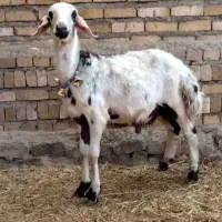 گوسفند بره قوچ|حیوانات مزرعه|بروجرد, |دیوار