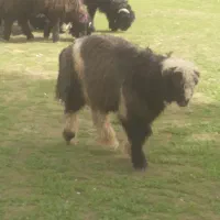 بره نر|حیوانات مزرعه|مسجد سلیمان, |دیوار