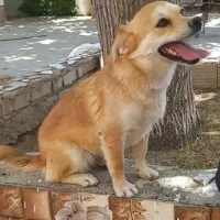 آشپیتز روباهی