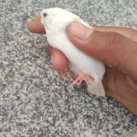 فنچ