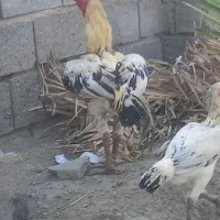 خروس دورگ