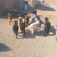 ۱۴راس بزغاله ۱۰۰ملیون