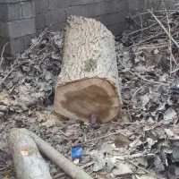 هرس‌‌وبریدن‌درختان‌‌