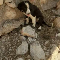 توله سگ