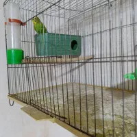 تعدادی مرغ عشق  همراه با جوجه و تخم بفروش میرسد