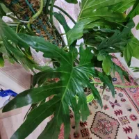 گیاه برگ انجیری ۵ ساله|گل و گیاه طبیعی|تهران, تهرانپارس جنوبی|دیوار