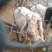 بره نر چاق|حیوانات مزرعه|گتوند, |دیوار