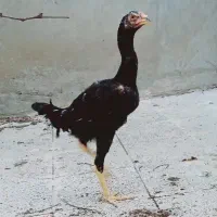 جوجه خروس لاری ذات دار