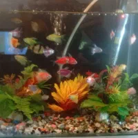 2عدد آکواریوم یکی گوشت خوار یکی گیاه خوار|ماهی|وردشت, |دیوار