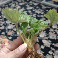 نهال کامارس پربار