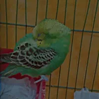 مرغ عشق|پرنده|خرمشهر, |دیوار