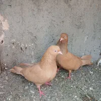 کفتر درجایی