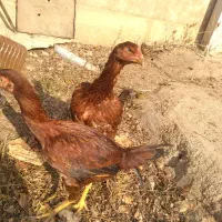 مرغ لاری اصل