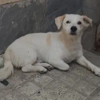 سگ اشتپیز