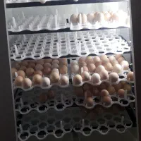 دستگاه جوجه کشی از من تخم از شما