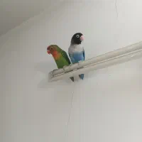 طوطی برزیلی نر و ماده کارداده