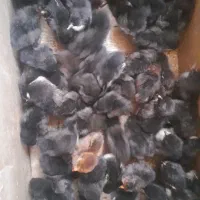 جوجه ۶روزه تمام سیاه|حیوانات مزرعه|بردسیر, |دیوار