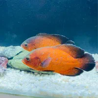 ماهی اسکار مسی