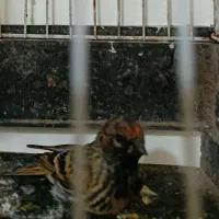 گل ب سر نرجوانه