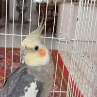 فروش عروس هلندی نیمه دستی