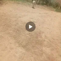 با سلام خدمت دوستان یک سگ سرابی باورش میرسد