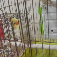 یک جفت عروس هلندی لوتینو کارداده|پرنده|پاکدشت, پاکدشت (مامازند)|دیوار