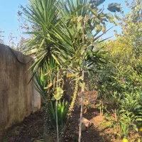 فروش گل جهت اکسیژن برای محوطه و