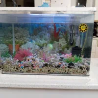 اکواریوم شیشه خم|ماهی|سهند, |دیوار