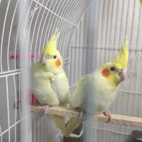 جوجه عروس هلندی دو ماهه