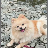 سگ اپارتمانی|سگ|تهران, علم و صنعت|دیوار